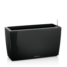 Load image into Gallery viewer, Cararo