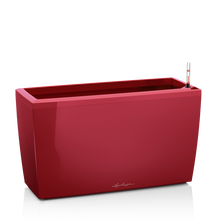 Load image into Gallery viewer, Cararo