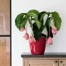 Load image into Gallery viewer, Classico