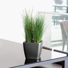 Load image into Gallery viewer, Quadro