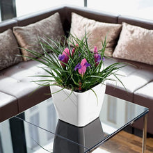 Load image into Gallery viewer, Quadro